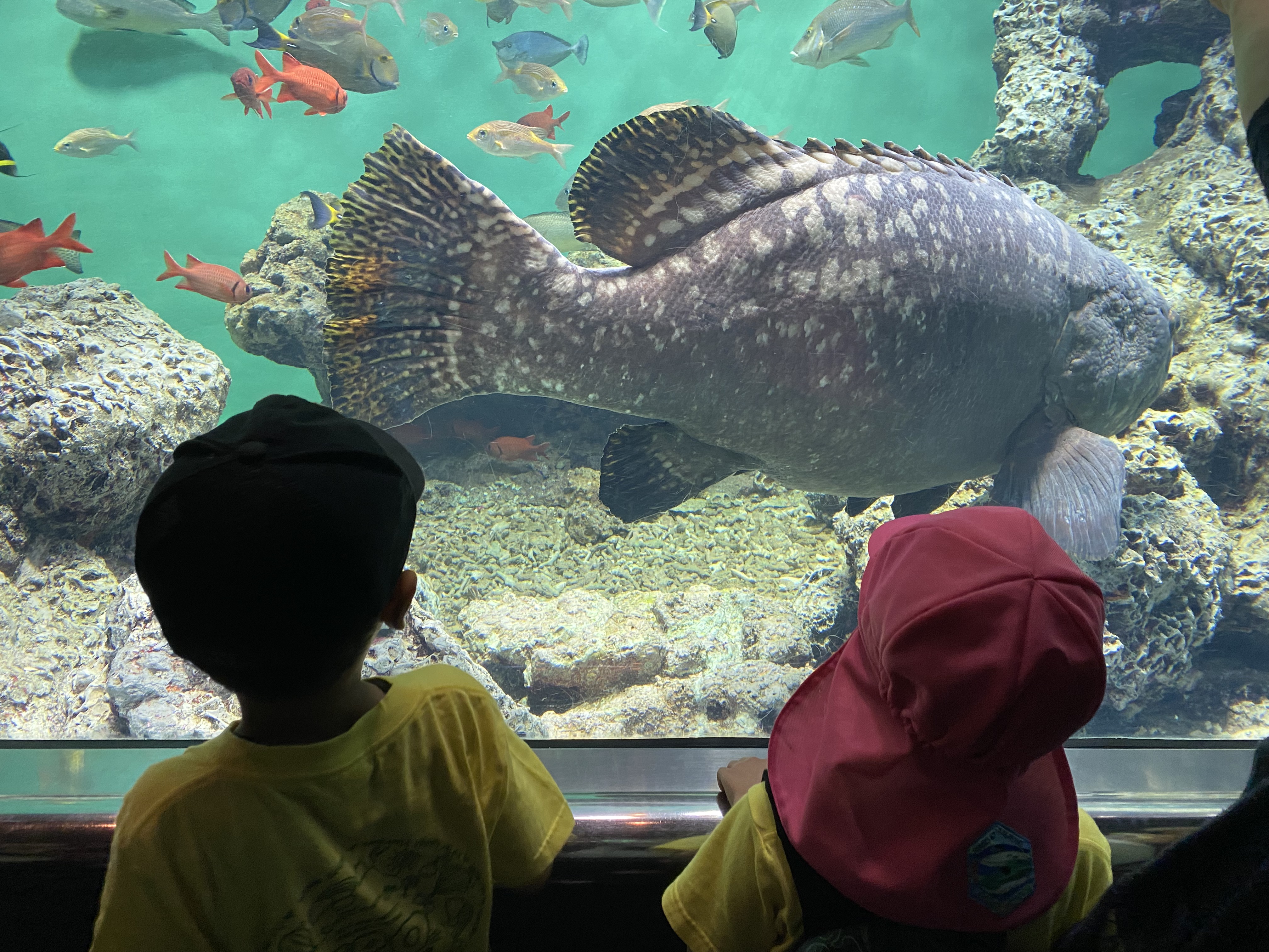 さくら組　年長　夏のお楽しみイベント○o。.🐟