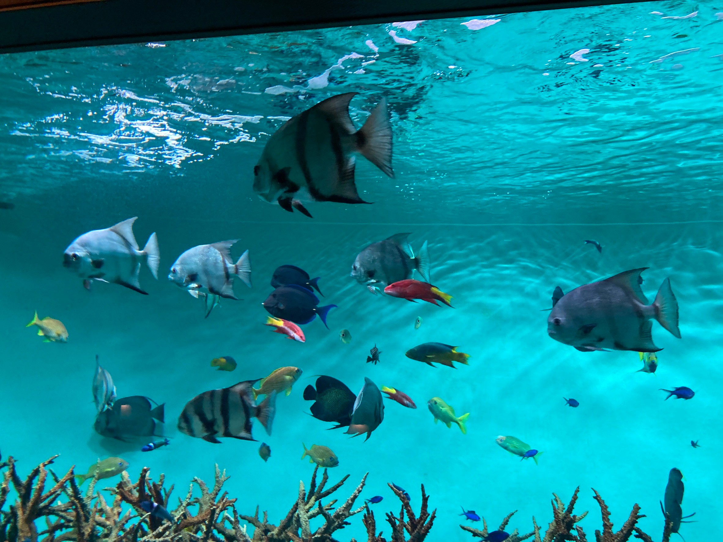 秋の親子遠足🐠　～葛西臨海水族園～